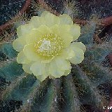 Eriocephala magnifica JLcoll.3430.jpg